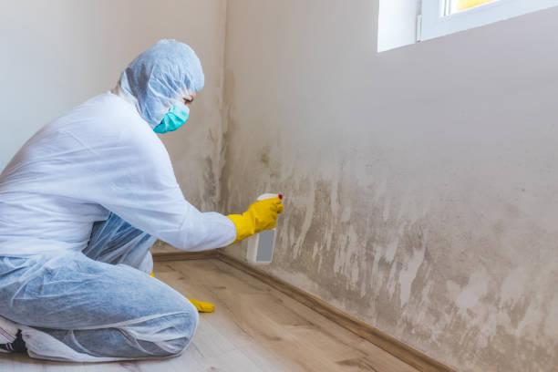 Licensed Black Mold Remediation service in Jacksonville, FL - Car Mold Remediation