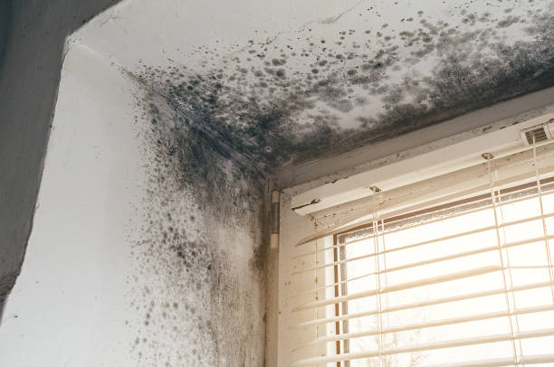 Affordable Black Mold Remediation solutions in Jacksonville, FL