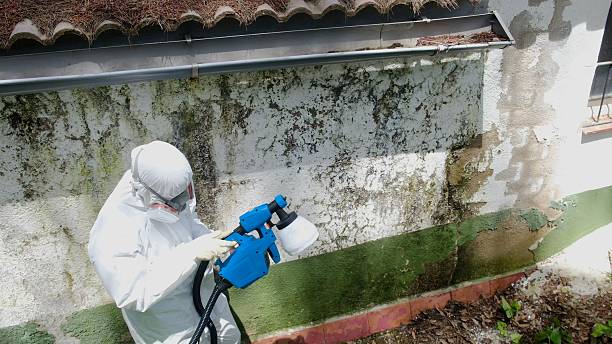 Top rated local Black Mold Remediation specialists in Jacksonville, FL